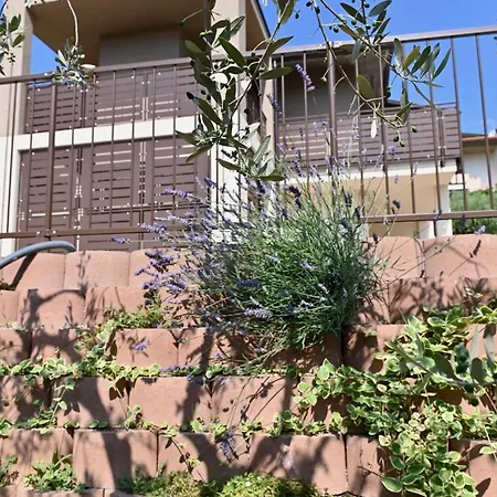 Ulivi נגראר